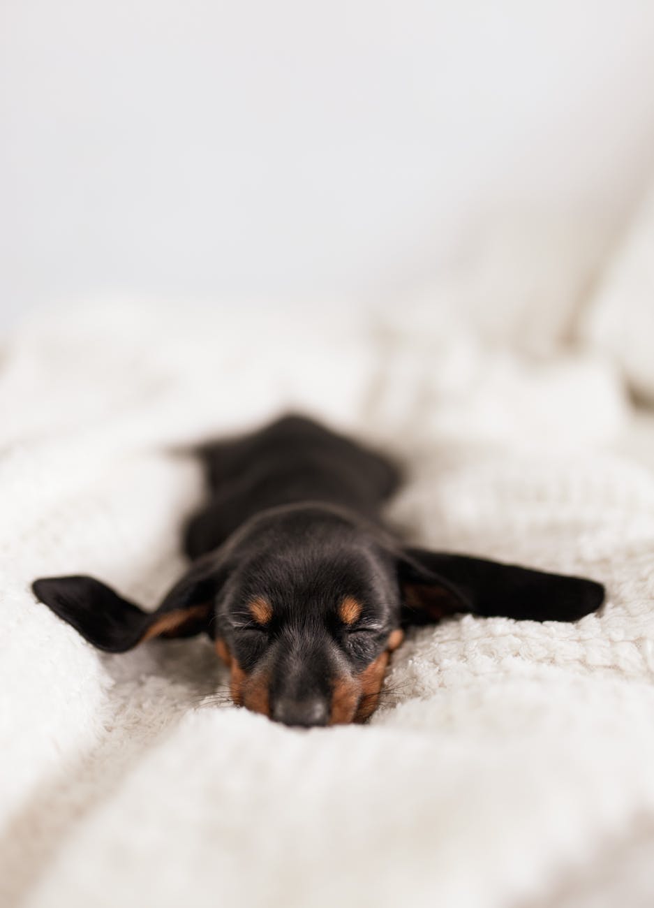 funny little dachshund puppy sleeping on cozy sofa